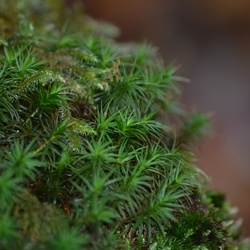 2013-12 Wales/Bryn Gwynant/DSC_0206.JPG